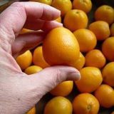 Tropik Market İTHAL İRİ KAMKAT (Fukushu) Ultra BODUR Saksıda