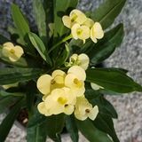 Tropik Market İTHAL Orijinal SARI Euphorbia Milii/Dikenler Tacı Küçük Saksıda