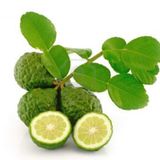 Tropik Market KAFFİR LİME Limon Fidanı NADİR ÇEŞİT 5 YAŞLI TÜPLÜ