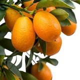 Tropik Market KAMKAT (Kumquat 2 Yaş Tam Bodur) Fidanı