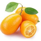 Tropik Market KAMKAT-Kumquat 60-85 cm Aşılı 3.5 Yaş