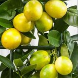 Tropik Market LİMEQUAT Limon Fidanı NADİR ÇEŞİT 6 YAŞ