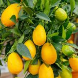 Tropik Market LİMON KAMKAT Fidanı Torbalı ve Aşılıdır.
