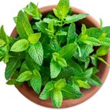 Tropik Market Nane (İri Yapraklı) Tohumu 1 Paket (100 Adet)