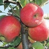 Tropik Market PINK LADY ELMA (2.5 YAŞ TORBALI 80 CM ÜZERİ)