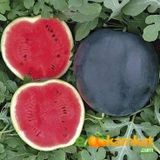 Tropik Market Siyah karpuz Tohumu 10 gr Paket