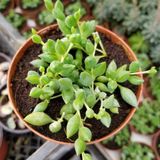 Tropik Market Söbe-Boncuk Çiçeği Sukulent,Senekio (Klenia Rowleyanus) 8 Cm Saksı