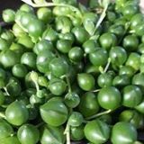 Tropik Market Tesbih-Boncuk Çiçeği Sukulent,Senekio (Klenia Rowleyanus) 8 lik Saksı