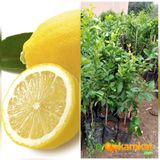 Tropik Market Torbalı 3.5 Yas Bodur Yediveren Limon Fidani