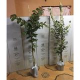 TROPİKAL 2'Lİ 2 YAŞ GUAVA +3 YAŞ FEİJOA(KAYMAK AĞACI) 100-130 CM