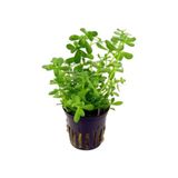 Tropikal Bacopa Monnieri 1 Saksı