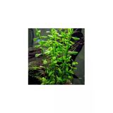 Tropikal Bacopa Monnieri 10 Adet