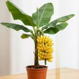 Truly Tiny Dünyanın En Küçük Muz Fidanı - Saksıda Meyve Veren Bodur Muz Ağacı 30-50 Cm