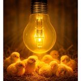 Trusty 100W E27 Duylu 1ADET Halojen Ampul 2700K Sarı Renk Sıcaklığı ile Tavuk Kümeslerine Uygun