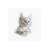 TSC Bebek Kedi Araba Oto Sticker Etiket Renkli Beyaz E2, Kedixx83