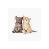 TSC Bebek Kedi Araba Oto Sticker Etiket Renkli Beyaz Y6, Kedixx91