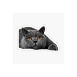 TSC British Shorthair Kedi Araba Oto Sticker Yapıştırma Etiket 17cm Beyaz, etiket13zz-131