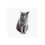 TSC British Shorthair Kedi Araba Oto Sticker Yapıştırma Etiket 17cm Beyaz, etiket13zz-141