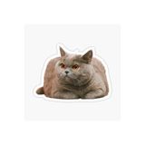 TSC British Shorthair Kedi Araba Oto Sticker Yapıştırma Etiket 17cm Beyaz, etiket13zz-146