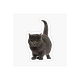 TSC Chartreux Kedi Araba Oto Sticker Etiket Renkli V Beyaz, Kedixx4