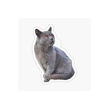 TSC Chartreux Kedi Araba Oto Sticker Etiket Renkli V5 Beyaz, Kedixx8