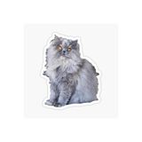 TSC Cins Kedi Iran Kedisi Araba Oto Sticker Etiket Renkli V4 Beyaz, Kedixx15