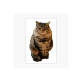 TSC Cins Kedi İran Kedisi Araba Oto Sticker Etiket Renkli V9 Beyaz, Kedixx20