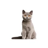 TSC Gri British Shorthair Siyam Kedisi 18 Cm Araba Sticker, tscledxqq54