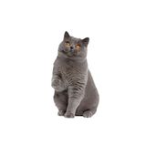 TSC Gri British Shorthair Siyam Kedisi Araba Sticker 18 Cm Renkli, tscledxqq55