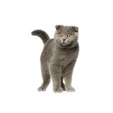 TSC Iskoç Fold Kedi Araba Sticker Etiket Yapıştırma 18cm Çok Renkli, RENK27K94