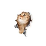 TSC Kırık Cam Efekti Kedi Araba Oto Sticker Etiket Beyaz, Kedixx30