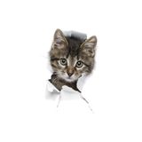 TSC Kırık Cam Efekti Kedi Araba Oto Sticker Etiket Beyaz, Kedixx32