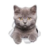 TSC Kırık Cam Efekti Kedi Araba Oto Sticker Etiket Beyaz, Kedixx33