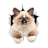 TSC Kırık Cam Efekti Kedi Araba Oto Sticker Etiket Beyaz, Kedixx34