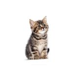 TSC Sevimli Yaramaz Kedi Araba Sticker Etiket 18cm Çok Renkli, RENK27K169