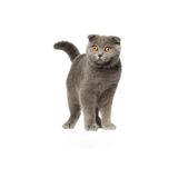 TSC Siyam Kedisi Sticker Yapıştırması 18CM Araba Laptop Etiket Renkli, EYMSS426