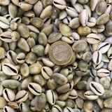TT Tahtakale Toptancıları Cyprea Annulus Kiloluk Deniz Kabuğu (1 KG)