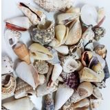 TT Tahtakale Toptancıları Mixed Shells Büyük Kiloluk Deniz Kabuğu (1 KG)