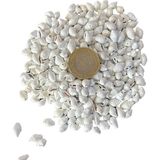 TT Tahtakale Toptancıları Nassa Shell Yerli Boyanmiş Kiloluk Deniz Kabuğu (1 KG
