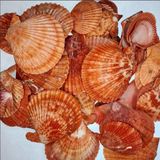 TT Tahtakale Toptancıları Pecten Novalis Kırmızı Kiloluk Deniz Kabuğu (1 KG