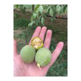 TÜCCAR UMUT 1 KG YEŞİL CEVİZ GÜNLÜK TOPLANIR YEŞİL KABUKLU GÖNDERİM