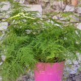 Tül Kuşkonmaz Asparagus Plumosus