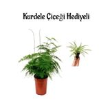 Tül Kuşkonmaz Bitkisi Anneler Gününe Özel Hediyelik Kurdele Çiçeği Hediyeli