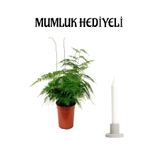 Tül Kuşkonmaz Bitkisi Anneler Gününe Özel Hediyelik Mumluk Hediyeli