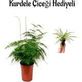 Tül Kuşkonmaz Bitkisi Sevgililer Gününe Özel Hediyelik Kurdele Çiçeği