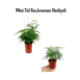 Tül Kuşkonmaz Çiçeği Anneler Gününe Özel Mini Tül Kuşkonmaz