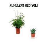 Tül Kuşkonmaz Çiçeği Kadınlar Gününe Özel Sukulent