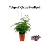 Tül Kuşkonmaz Çiçeği Sevgililer Gününe Özel