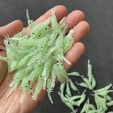 Tunalar Tarım 10 x 3,5 cm Parlayan Karides Suni Yem Olta Yemi