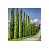 Tunç Botanik Akdeniz Servisi - Cupressus Sempervirens (5'li Paket)